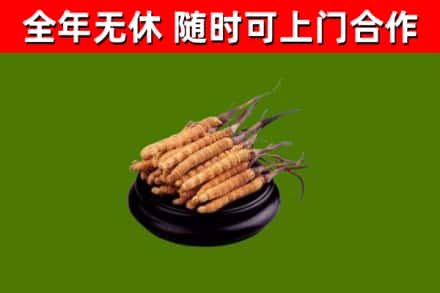 耿马回收散虫草