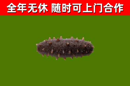 耿马回收海参干